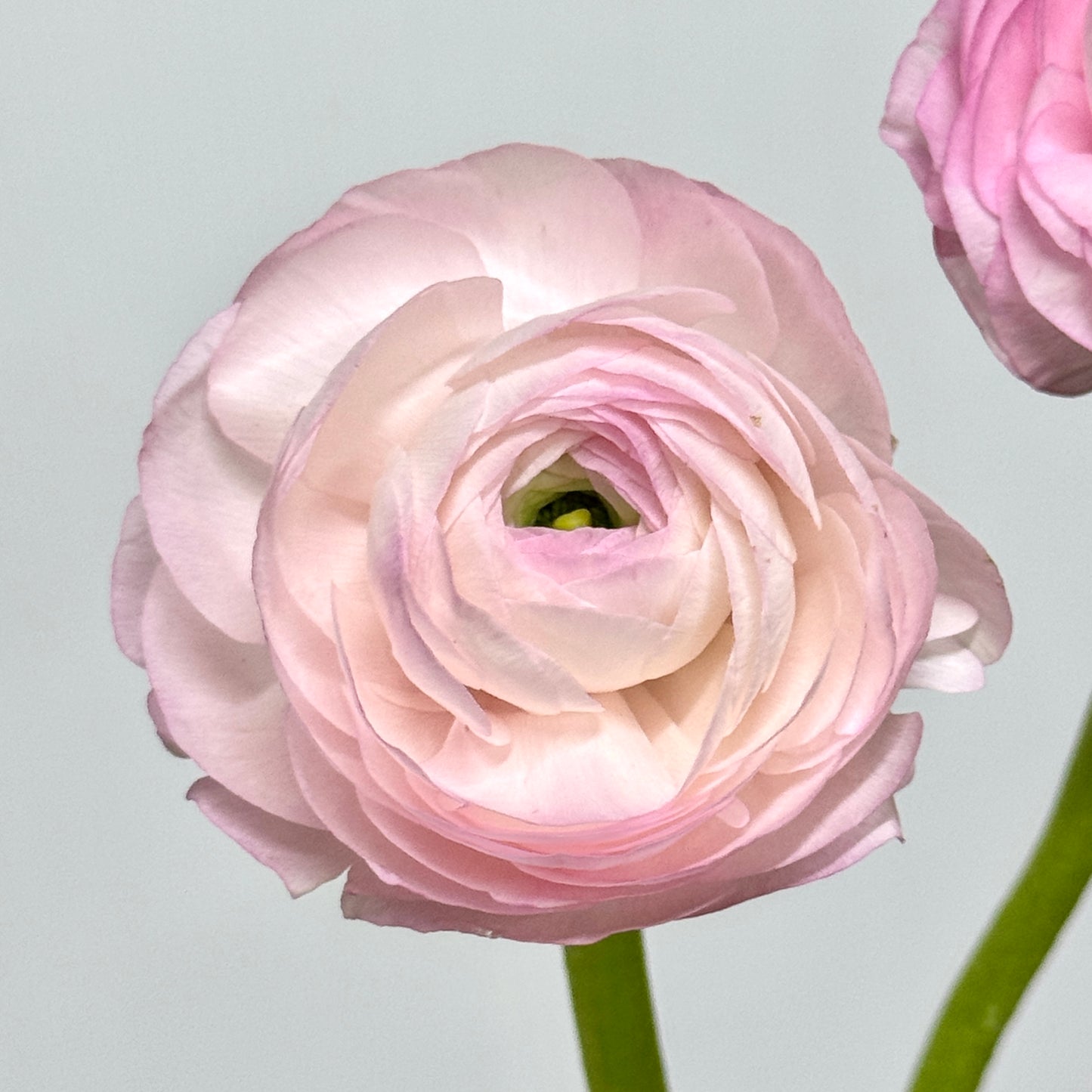 Ranunculus - Pink / Light Pink