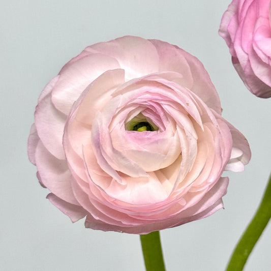 Ranunculus - Pink / Light Pink
