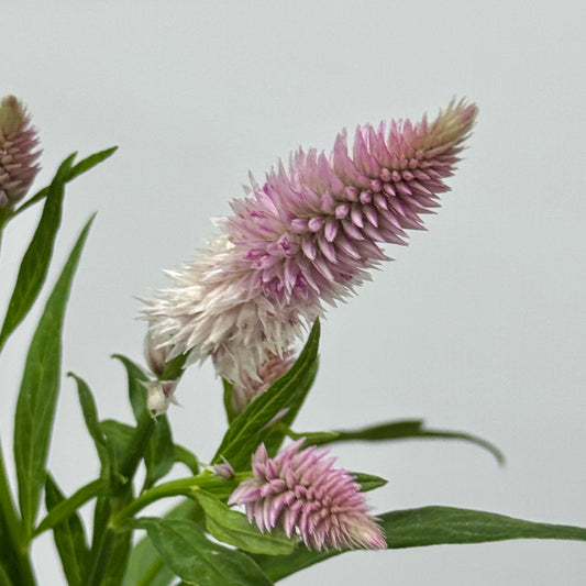 Celosia Argentea