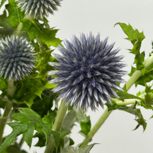 Echinops