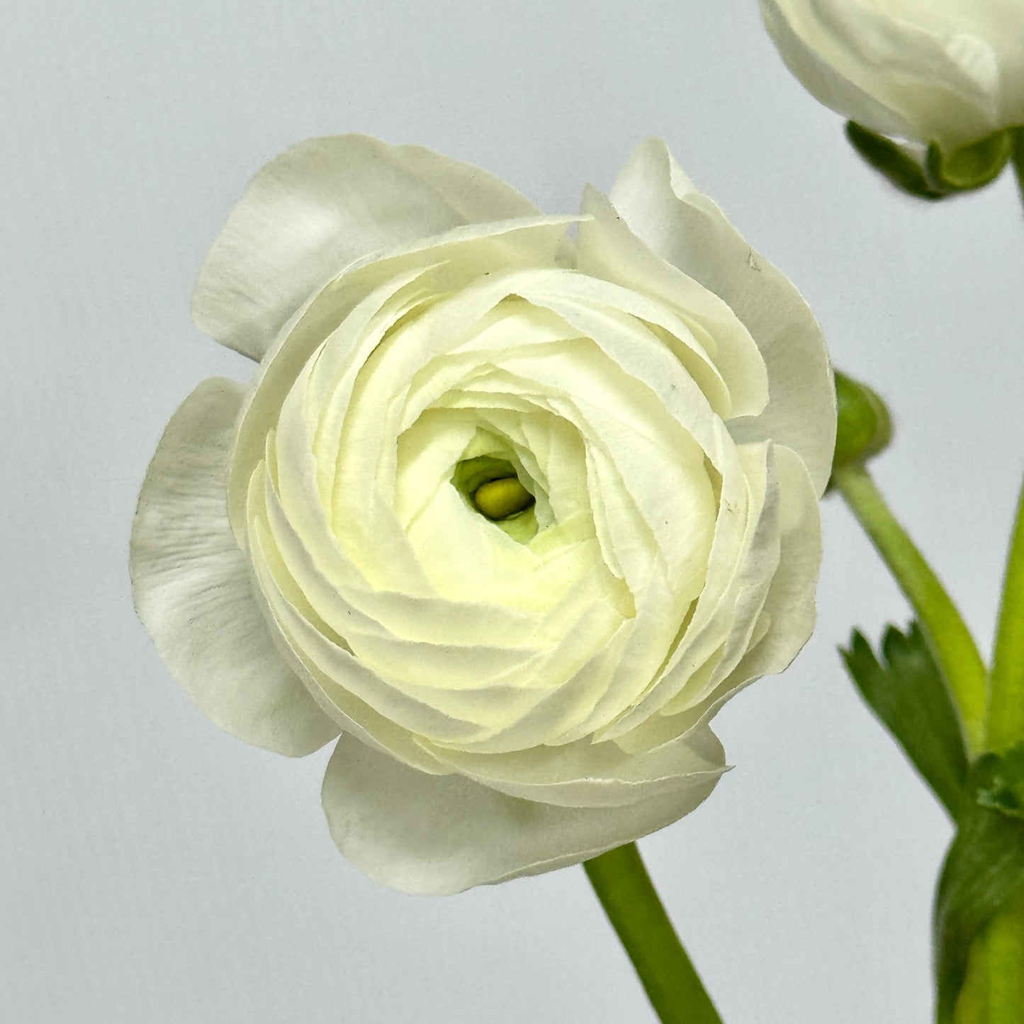Ranunculus - White