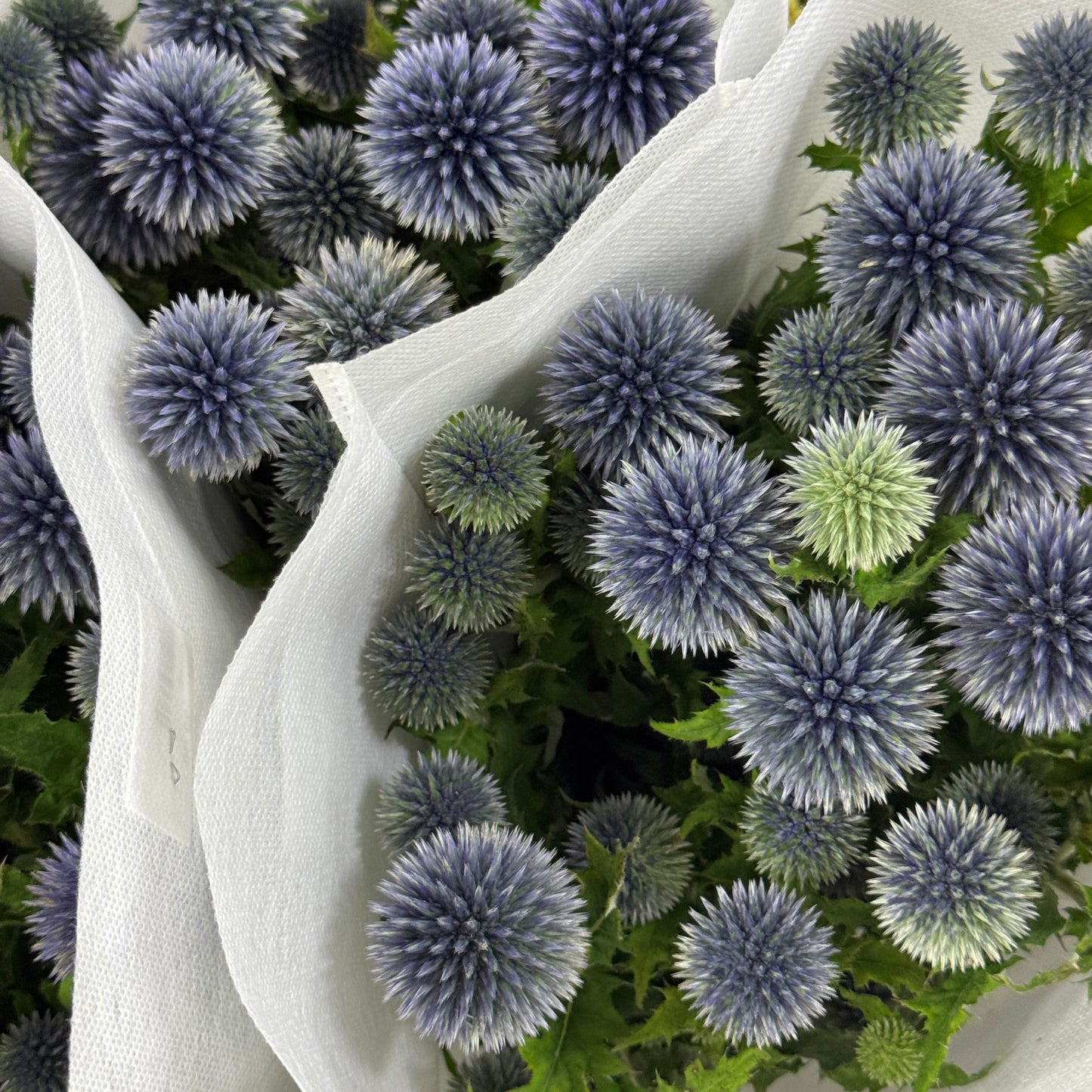 Echinops