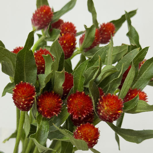 Gomphrena 千日红 - Red