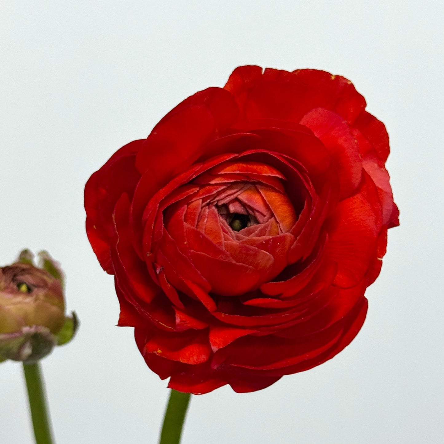 Ranunculus - Red
