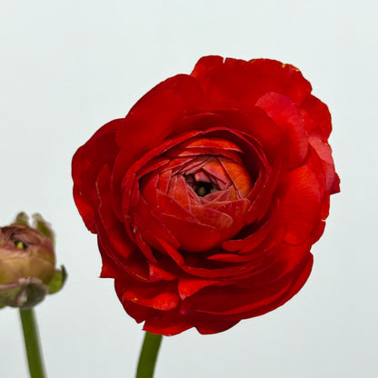Ranunculus - Red
