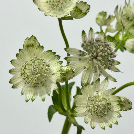 Astrantia