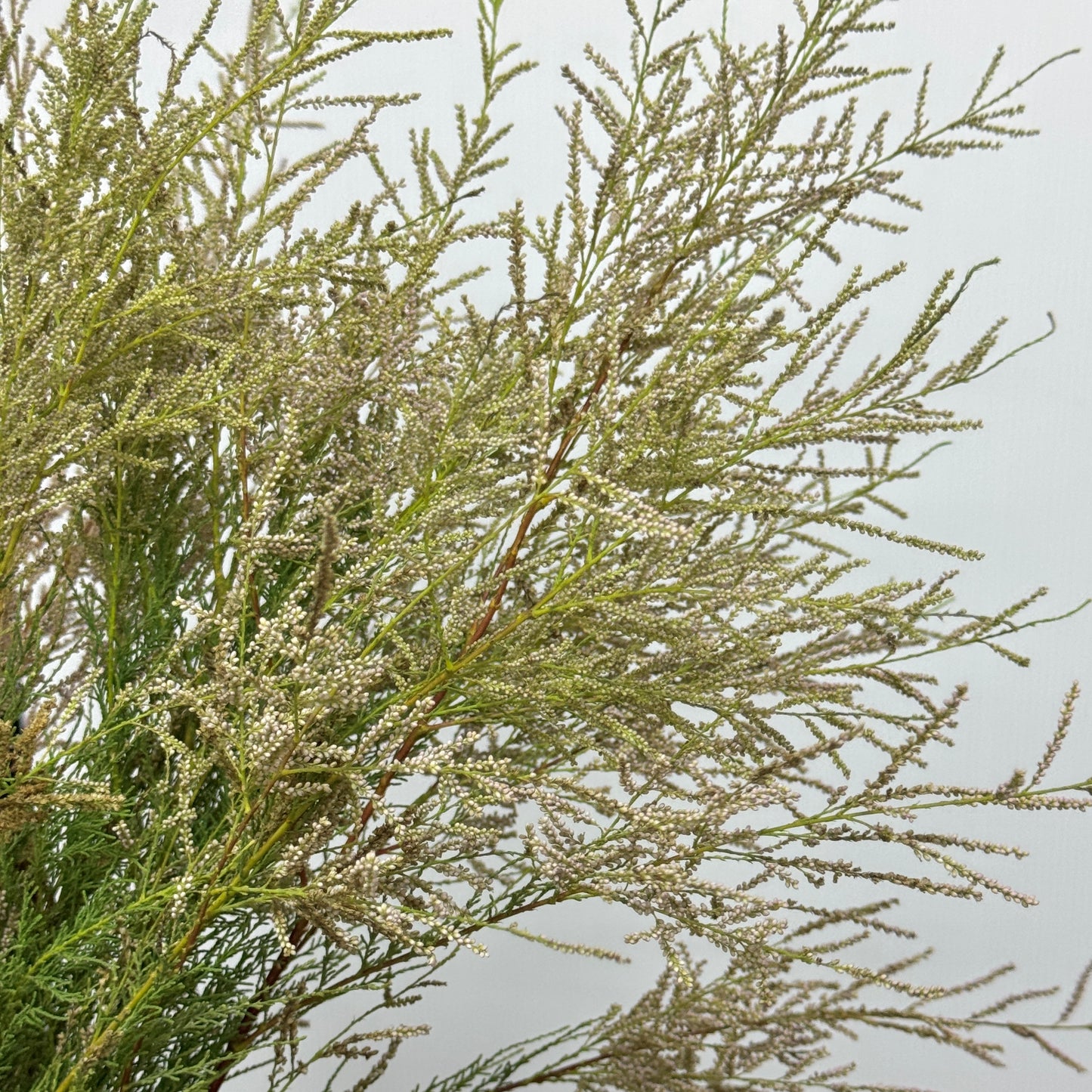 Tamarix