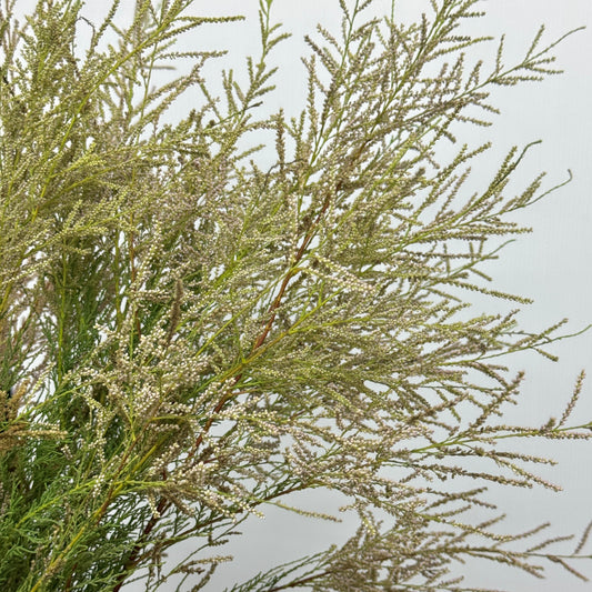 Tamarix