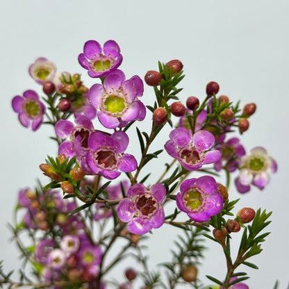 Wax Flower - Pink