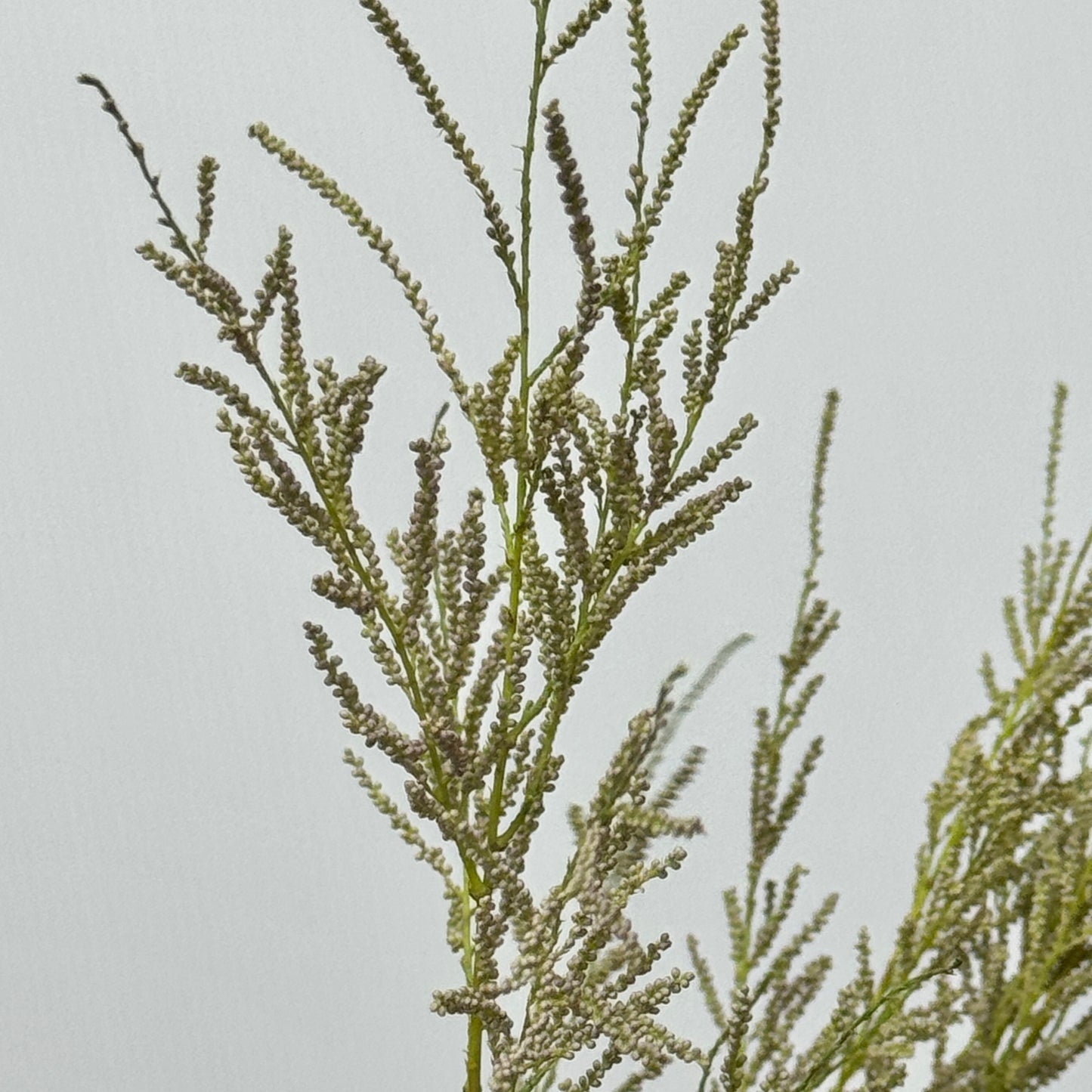 Tamarix