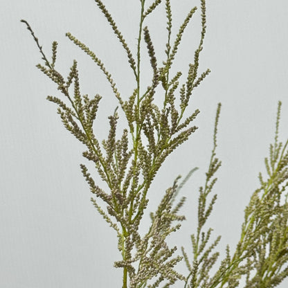 Tamarix