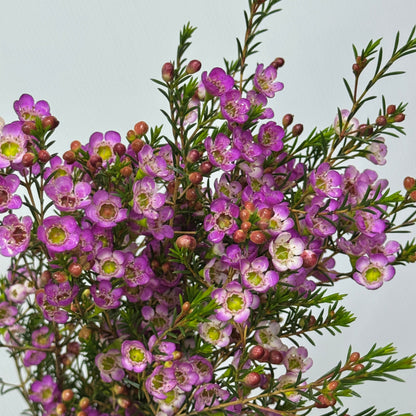 Wax Flower - Pink