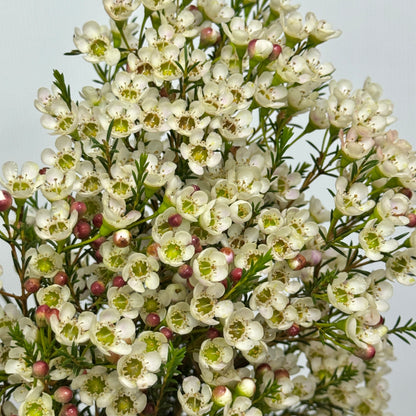 Wax Flower - White