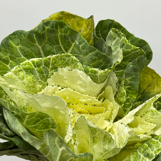 Brassica - White