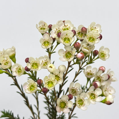 Wax Flower - White