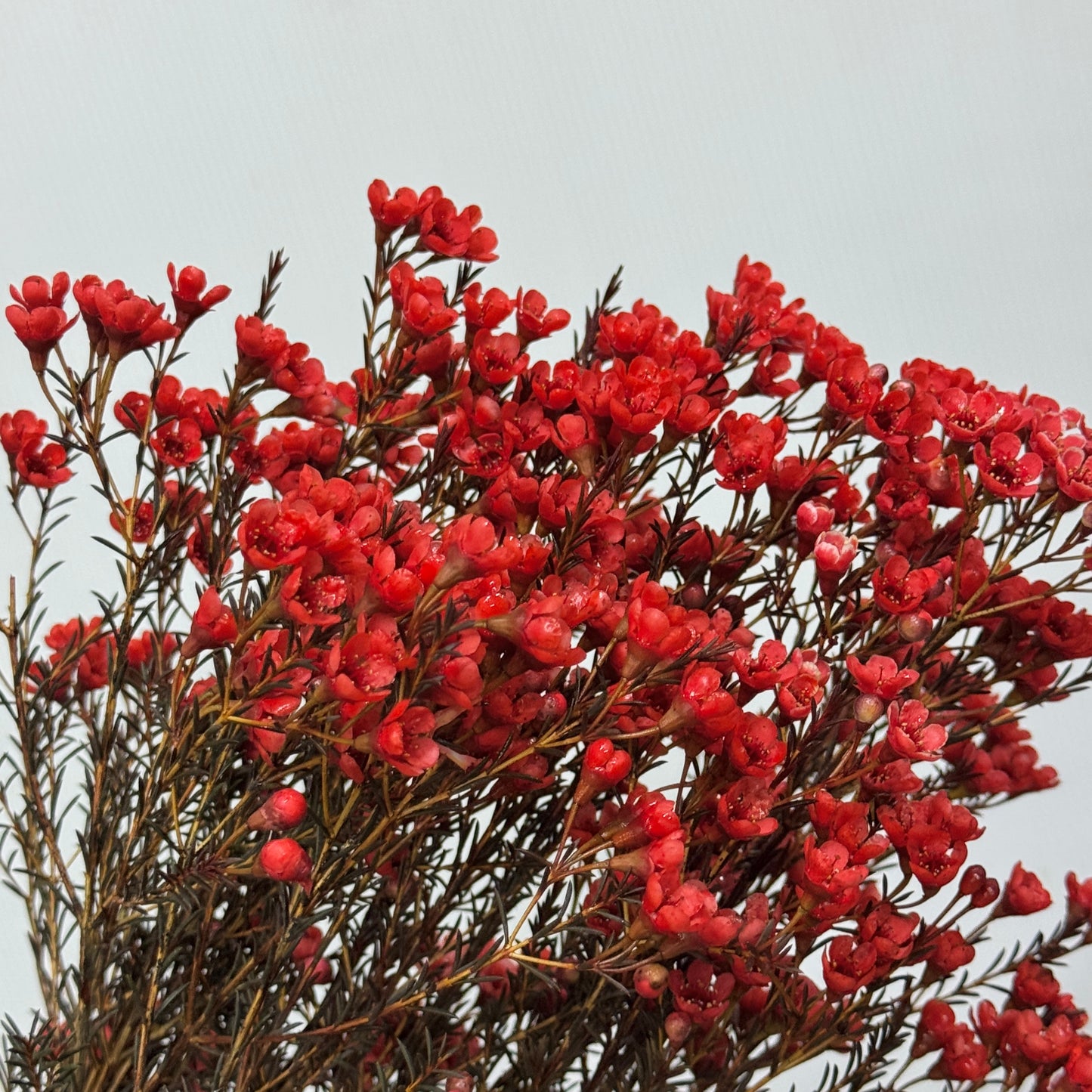 Wax Flower - Red