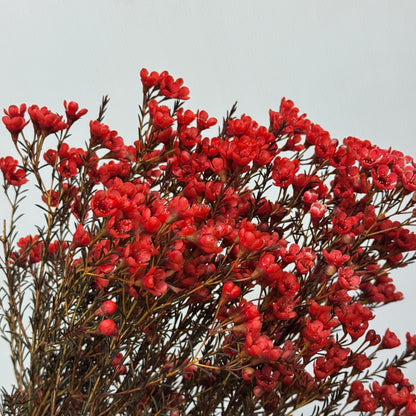 Wax Flower - Red