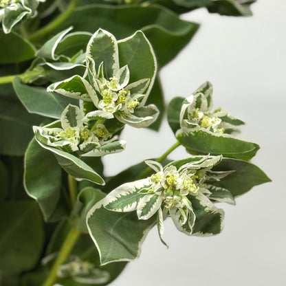 Euphorbia