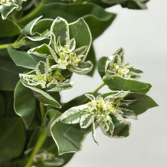 Euphorbia