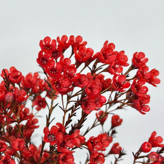 Wax Flower - Red