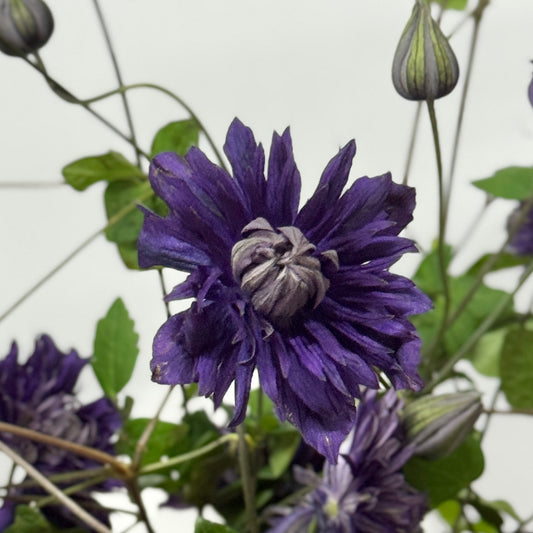 Clematis - Dark Purple