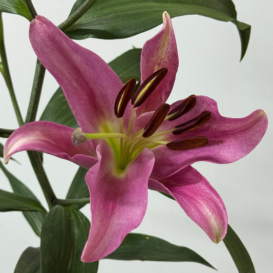 Lily 4+ - Florentia Pink