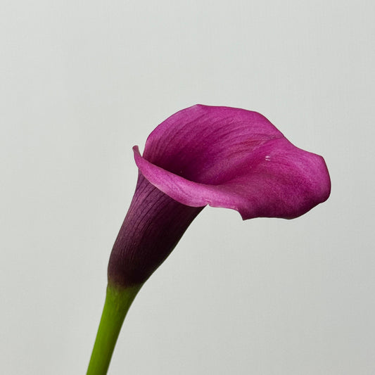 Calla Lily - Purple