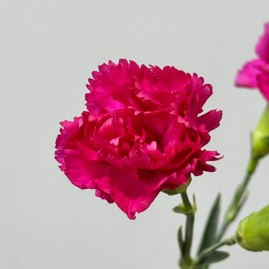Carnation Spray - Cherry Pink 桃红