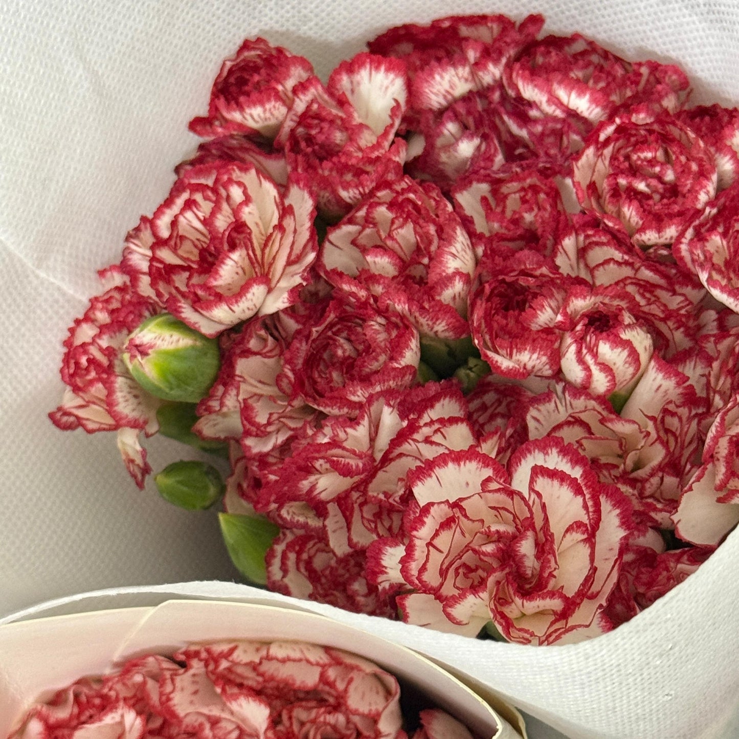 Carnation Spray - White With Red 风铃