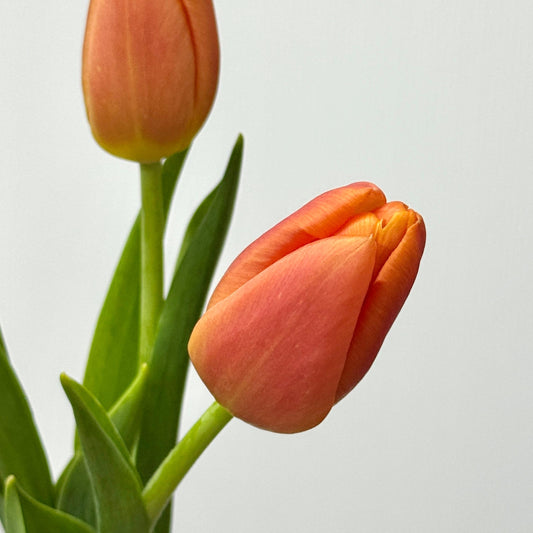 Tulip - Orange