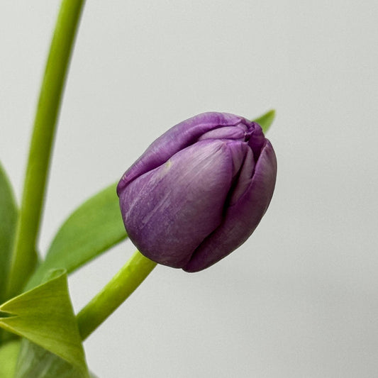 Tulip - Dark Purple