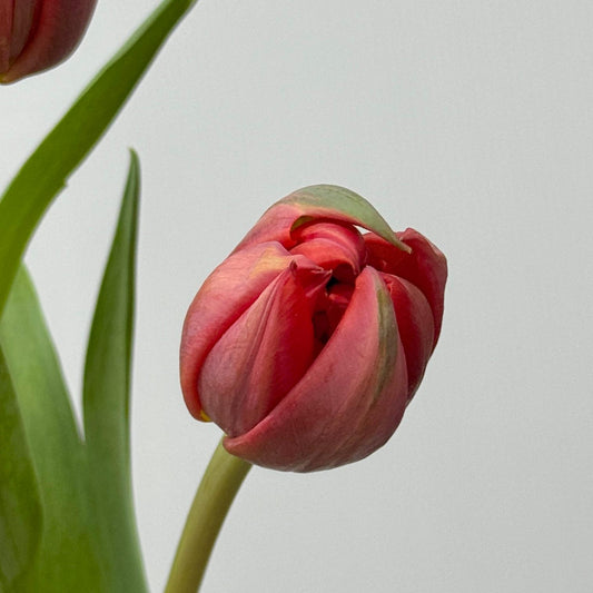 Tulip - Double Columbus