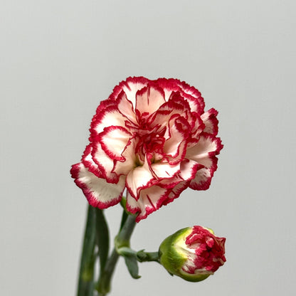 Carnation Spray - White With Red 风铃