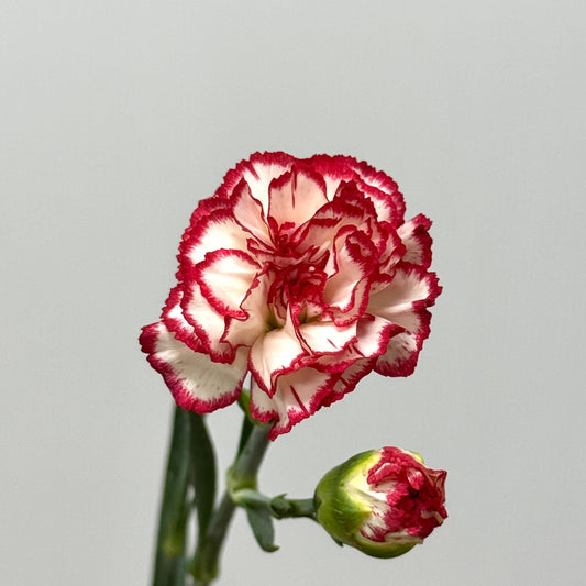 Carnation Spray - White With Red 风铃