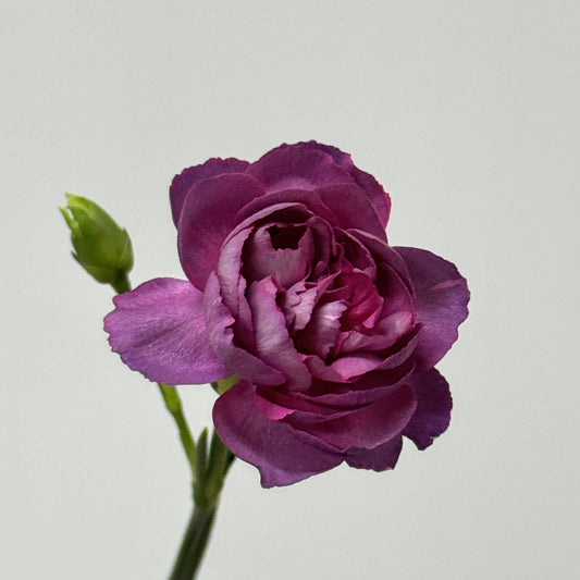 Carnation Spray - Wild Horse 野马