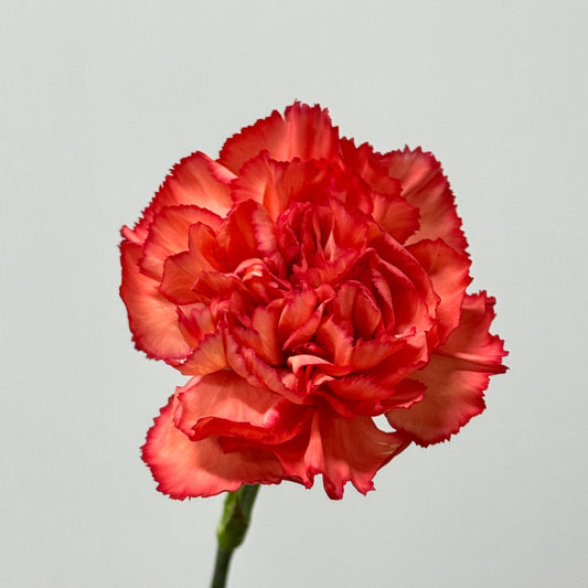 Carnation - Diva 火焰
