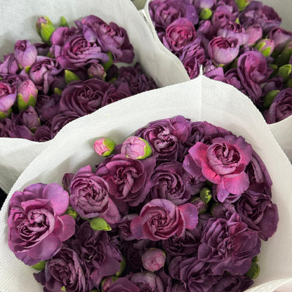 Carnation Spray - Wild Horse 野马