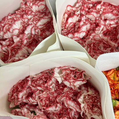 Carnations - Tone Red 伊人