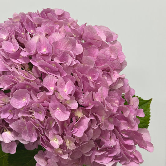 Hydrangea - Pink