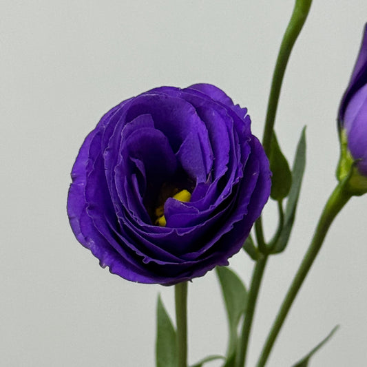 Eustoma (800g) - Dark Purple