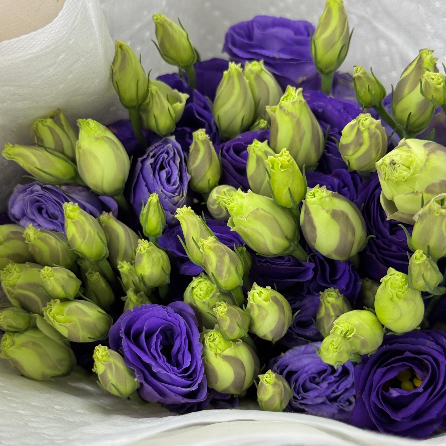 Eustoma (800g) - Dark Purple