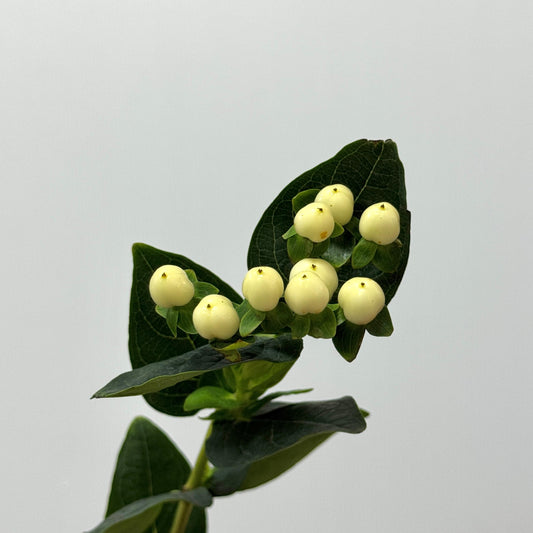 Berry Hypericum - White