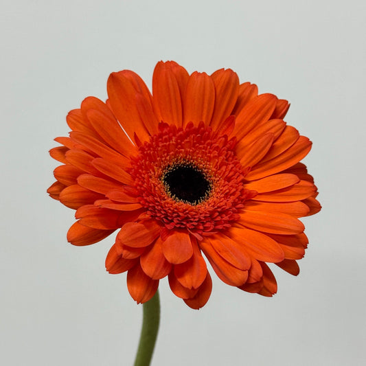 Gerbera - Orange