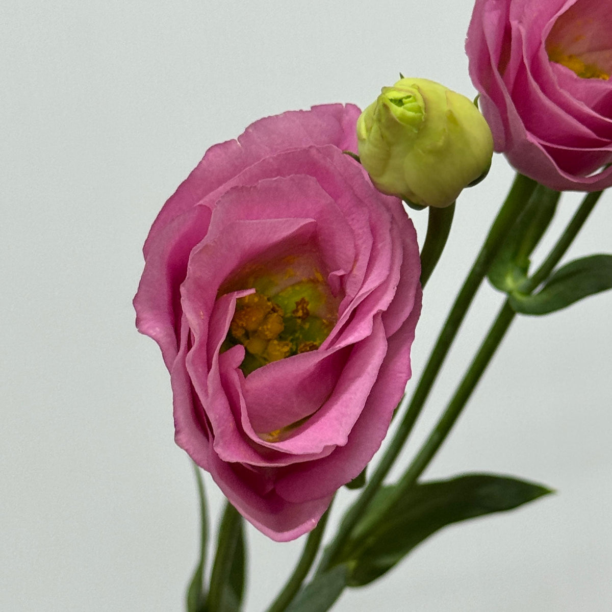Pink Eustoma Ruffle Eustoma (800g) - Pink – Berriful Garden