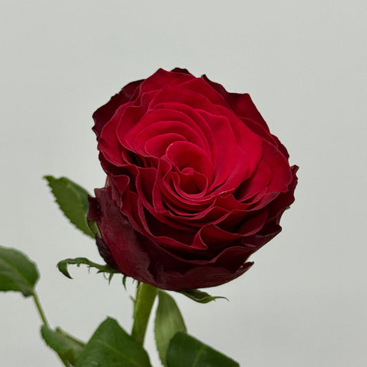 Rose Local AAA - Red