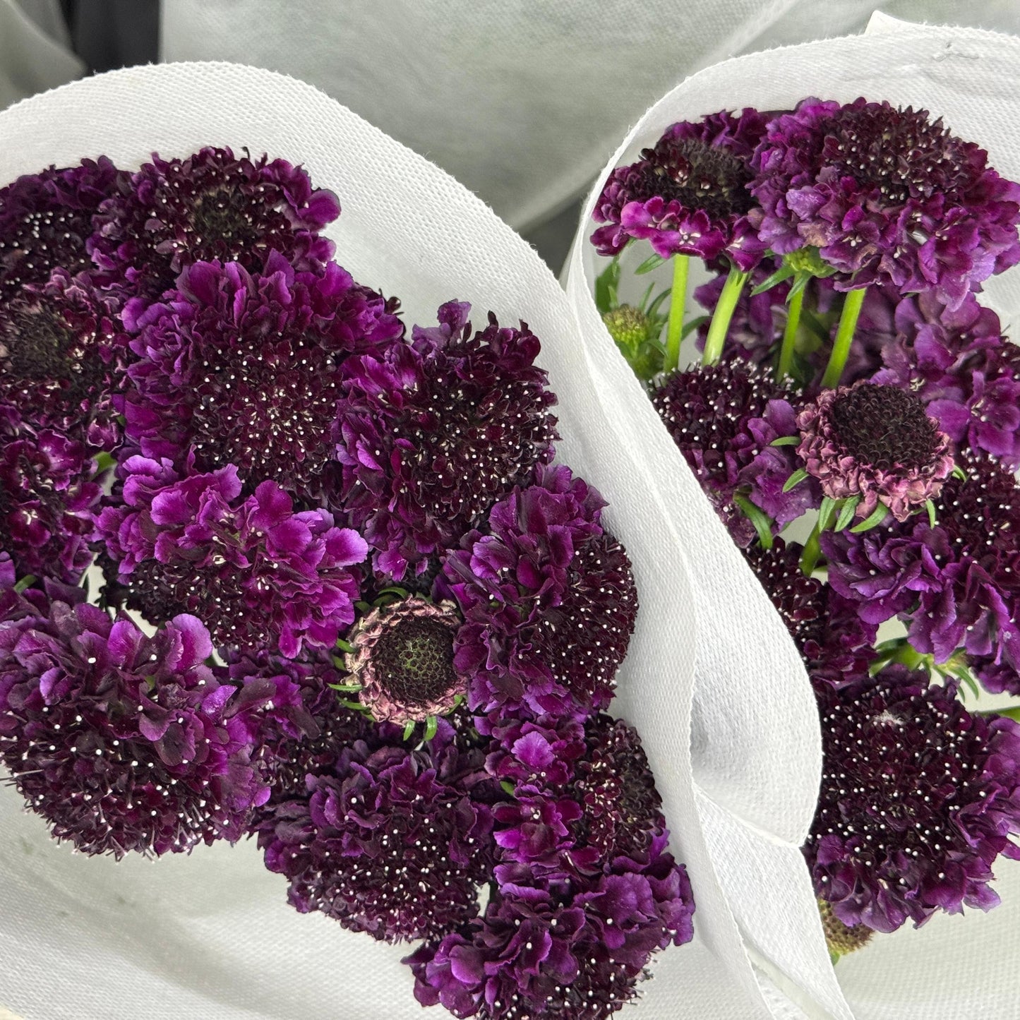 Scabiosa - Dark Purple