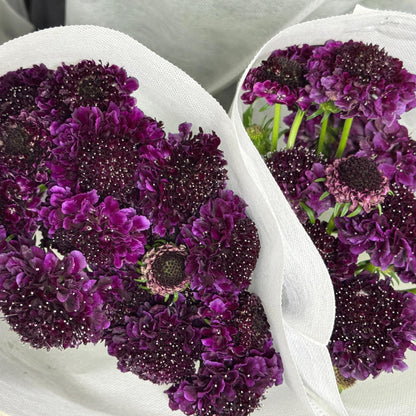 Scabiosa - Dark Purple