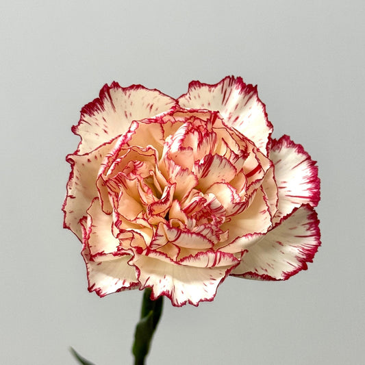 Carnations - Tone Red 伊人