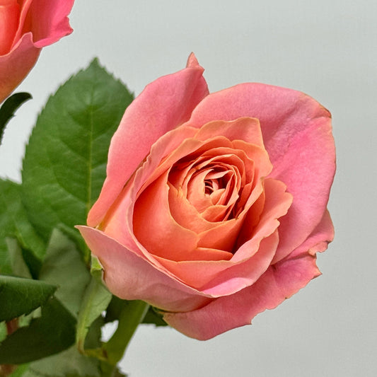 Rose - Miss Piggy 猪小姐