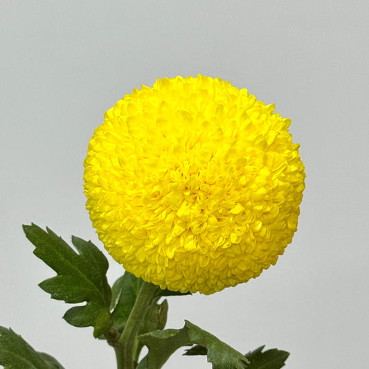 Ping Pong Chrysanthemum - Yellow